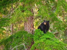 TREE CUB  - Whistler, British Columbia, Canada