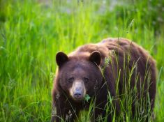 SUNSET BEAR  - Whistler, British Columbia, Canada