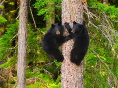 TWINS  - Whistler, British Columbia, Canada