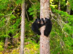 TWINS  - Whistler, British Columbia, Canada