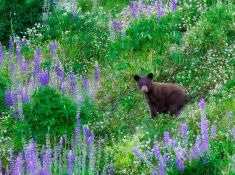 FLOWER BEAR - Whistler, British Columbia, Canada