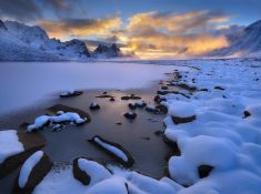 YUKON GOLD  - Tombstone Territory Park, Yukon Territory, Canada